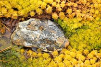 Neuseeland, Südland, Fjordland Nationalpark, gemusterter Stein in gelb-grünem Moos — Stockfoto