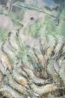 Close up of shrimps in ice water on crabs market, Kep, Cambodia — Stock Photo