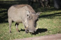 Namibia, okapuka ranch, warzenschwein genießt sonnenschein — Stockfoto
