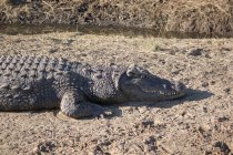 Namibia, Okapuka Ranch, Pomeriggio, Sole, Game Drive, Safari, Alligatore — Foto stock