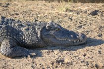 Namibia, Okapuka-Ranch, Safari, Pirschfahrt, Nahaufnahme eines Alligators am Boden — Stockfoto