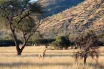 Namibia, Okapuka Ranch, safari, giraffe in front of mountains landscape — Stock Photo