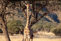 Namibie, Ranch Okapuka, Safari, Girafe dans un paysage africain ensoleillé — Photo de stock
