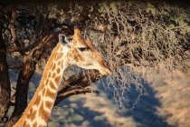 Namibia, Okapuka Ranch, Safari, testa di giraffa alla chioma dell'albero — Foto stock