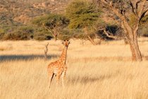 Namibie, Ranch Okapuka, Safari, Petite Girafe dans un champ d'herbe séchée — Photo de stock