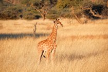 Namibia, Rancho Okapuka, Safari, pequeña jirafa bajo el sol en hábitat natural - foto de stock