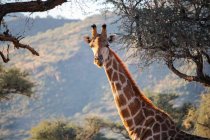 Namíbia, Okapuka Ranch, Safari, Girafa entre topos de árvores olhando para a câmera — Fotografia de Stock