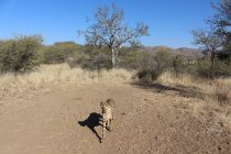 Namibia, Dusternbrook, cheetah in wilderness safari at daytime — Stock Photo