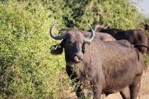 Botswana, Chobe Nationalpark, Pirschfahrt, Safari auf dem Chobe Fluss, Büffel lecken Mund — Stockfoto