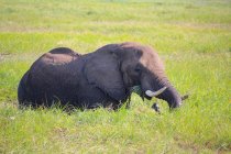 Botswana, Chobe National Park, Game Drive, Safari on the Chobe River, elephant lies on a green meadow eating grass — Stock Photo