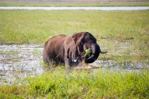 Botswana, Chobe Nationalpark, Pirschfahrt, Safari am Chobe Fluss, Elefant im Wasser frisst Gras — Stockfoto