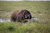 Botswana, Chobe National Park, Game Drive, Safari en el río Chobe, comer elefante en el agua - foto de stock