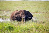 Botswana, Chobe National Park, Game Drive, Safari at the Chobe River, elephant in the water eating green grass — Stock Photo