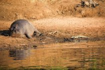 Botswana, Chobe-Nationalpark, Pirschfahrt, Safari am Chobe-Fluss, Waran kriecht am schlafenden Nilpferd vorbei — Stockfoto