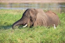 Botswana, Chobe National Park, Game Drive, Safari at the Chobe River, white bird watching elephant eating — Stock Photo