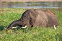 Botswana, Chobe-Nationalpark, Pirschfahrt, Safari am Chobe-Fluss, weiße Vögel beobachten Elefanten, die grünes Gras fressen — Stockfoto