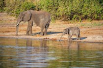 Botswana, Chobe-Nationalpark, Pirschfahrt, Safari entlang des Chobe-Flusses, Elefantenbaby trinkt neben großen Elefanten an der Tränke — Stockfoto