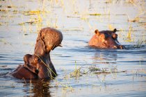 Botswana, Parque Nacional Chobe, unidad de juego, safari en el río Chobe, hipopótamo en el agua con la boca abierta - foto de stock