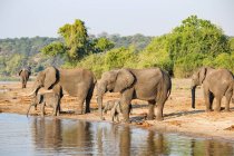 Botswana, Chobe Nationalpark, Pirschfahrt, Safari entlang des Chobe Flusses, Elefanten trinken Wasser an der Tränke — Stockfoto