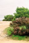 Grecia, Makedonia Thraki, Sarti, Arbusto floreciente por mar, Erika floreciente en otoño en Sarti - foto de stock