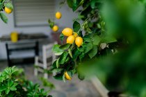 Grecia, Ática, Athina, Limones en el árbol en la terraza - foto de stock