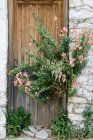 Grecia, Makedonia Thraki, Theologos, flores creciendo a través de la puerta en una casa abandonada - foto de stock