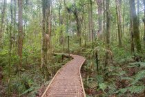Нової Зеландії, Уїльяма, Kaihu, Trounson Kauri парк, туристичний шлях у Touronson Kauri парк — стокове фото