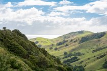 New Zealand, Waikato, Manaia, Green hilly landscape by the coastline — Stock Photo