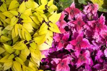 Nueva Zelanda, Wellington, arbusto con hojas coloridas de otoño - foto de stock