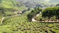 Malaisie, Pahang, Tanah Rata, plantation de thé Hilly dans Cameron Highlands — Photo de stock