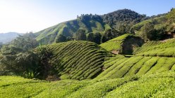 Malesia, Pahang, Tanah Rata, piantagione di tè negli altopiani Cameron — Foto stock