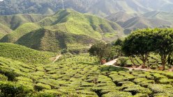 Camino entre plantaciones de té, Tanah Rata, Pahang, Malasia - foto de stock