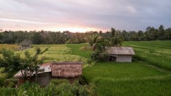 Indonesia, Bali, Kaban Gianyar, puesta de sol sobre los arrozales de Ubud - foto de stock