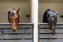 Chili, regio de antofagasta, san pedro de atacama, Pferde im Stall — Stockfoto
