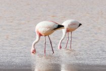 Bolivien, Flamingos in der Laguna Colorada — Stockfoto