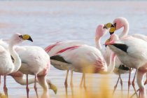 Bolivia, Flamingos in the Laguna Colorada — Stock Photo