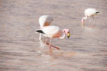 Bolivien, Flamingos in der Laguna Colorada — Stockfoto