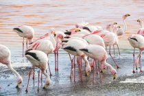 Bolívia, flamingos na praia de seixos da Laguna Colorada — Fotografia de Stock