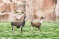 Bolivia, Departamento de Potos, Nor Lopez, Llamas grazing on meadow in front of rock wall — Stock Photo