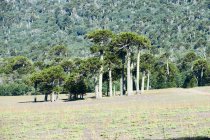 Chile, Malleco, Araukaria florestas em Malalcahuello, paisagem natural cênica — Fotografia de Stock