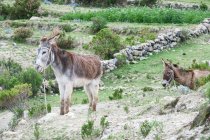 Bolivia, Departamento de La Paz, Donkeys in Isla del Sol — Stock Photo