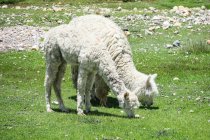 Perù, Arequipa, Chivay, lama sul prato della Valle del Colca — Foto stock
