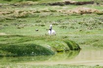 Perù, Arequipa, Chivay, Flamingo sulla strada verde erbosa per la Valle del Colca — Foto stock