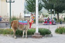 Perù, Arequipa, Caylloma, Lama nel distretto di Yanque, Valle del Colca — Foto stock
