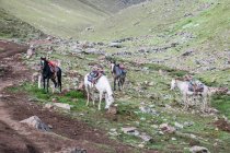 Перу, Коско, Куско, лошади в меде на пути к горе Рейнбоу — стоковое фото