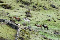 Pferde weiden auf grünen grasbewachsenen Hügeln auf lares Trek zu machu picchu, lares, cuzco, peru. — Stockfoto