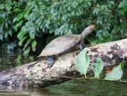 Peru, Madre de Dios, Tambopata, turtle at Lake Sandoval on tree trunk by the water — Stock Photo