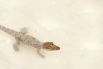 Close-up de pequeno crocodilo na água, Criadero de Cocodrilos estação de reprodução de crocodilo, Cienaga de Zapata, Matanzas, Cuba — Fotografia de Stock
