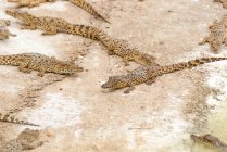 Крупный план маленьких крокодилов на песке, Criadero de Cocodrilos крокодиловой станции разведения, Cienaga де Сапата, Матансас, Куба — стоковое фото