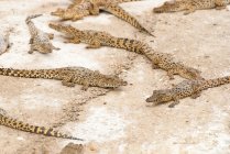 Primer plano de pequeños cocodrilos sobre arena, Criadero de Cocodrilos estación de cría de cocodrilos, Cienaga de Zapata, Matanzas, Cuba - foto de stock